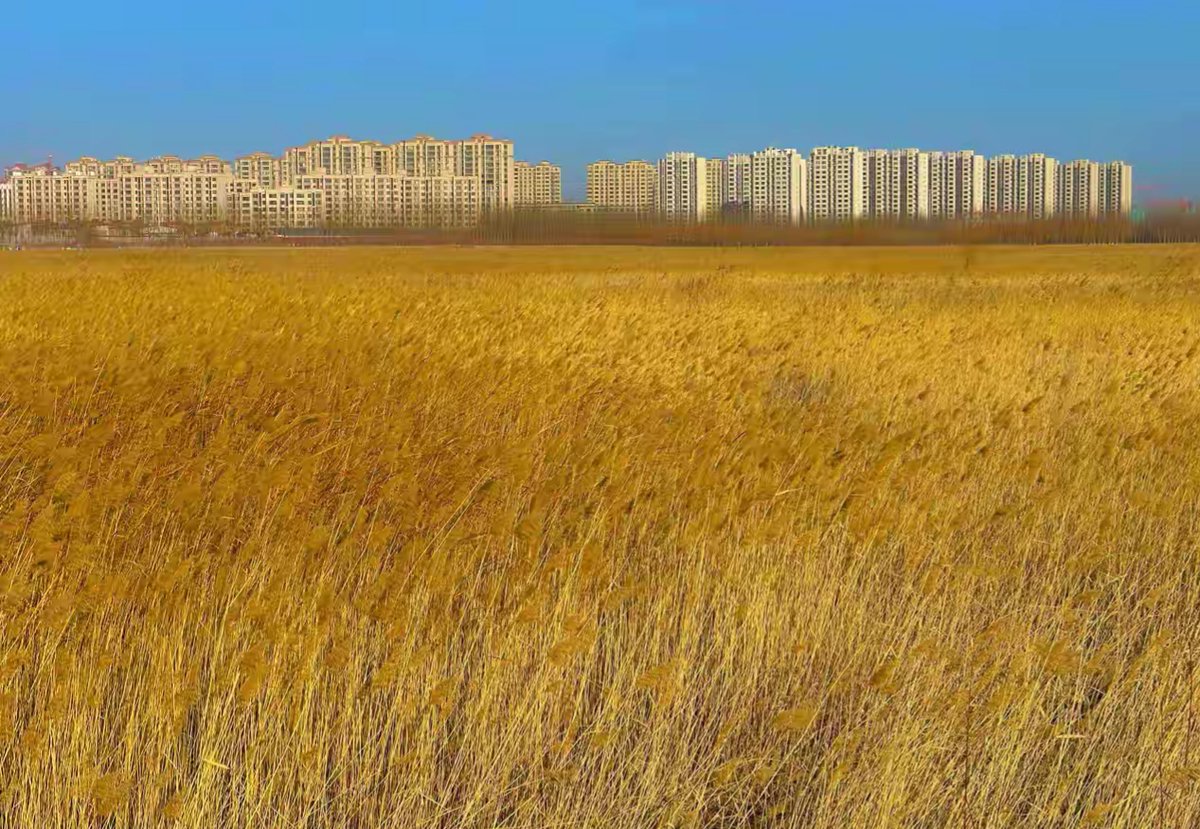 felipe navarrete jim tweet media