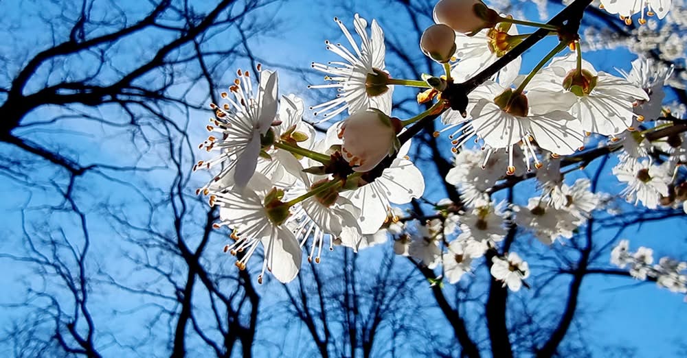 Rodopi_'s tweet photo. Spring time in Rhodopes! https://t.co/KTDwtKKJYy