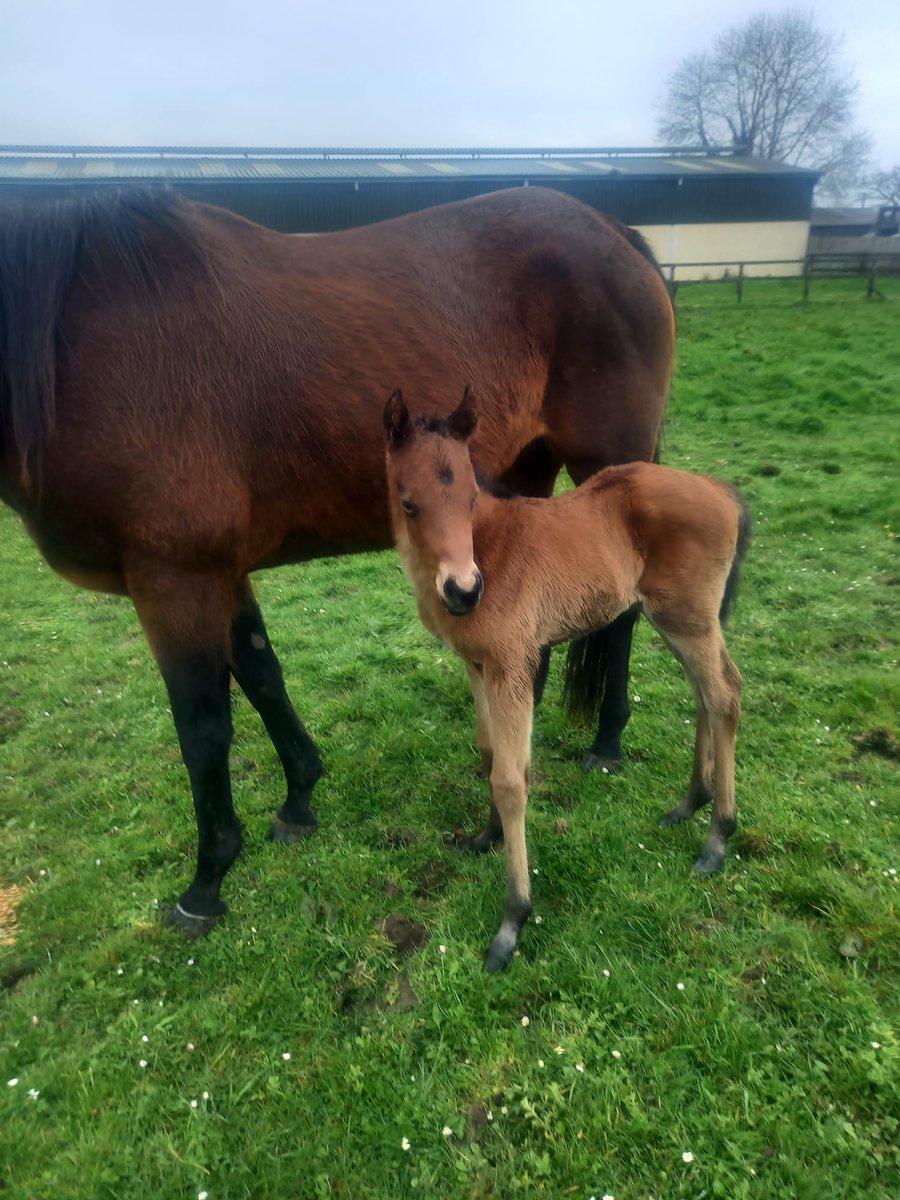 Burgoo Beauty x Little Big bear.