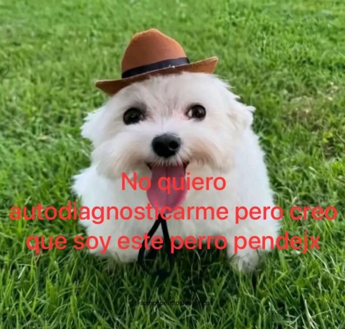 memes feos yo qué sé (@memefeos) on Twitter photo 