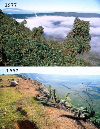 afgarcialo's tweet photo. Ejemplo 1: Cabras en Galápagos. Introducidas hace siglos, devoraban la vegetación nativa y dejaron a las tortugas gigantes al borde de la extinción.  
Con el Proyecto Isabela (‘97-‘06), se erradicaron +140.000 cabras.  
Hoy, vegetación y fauna nativa se recuperan. Éxito mundial👇 https://t.co/ugMx7ZfsKf