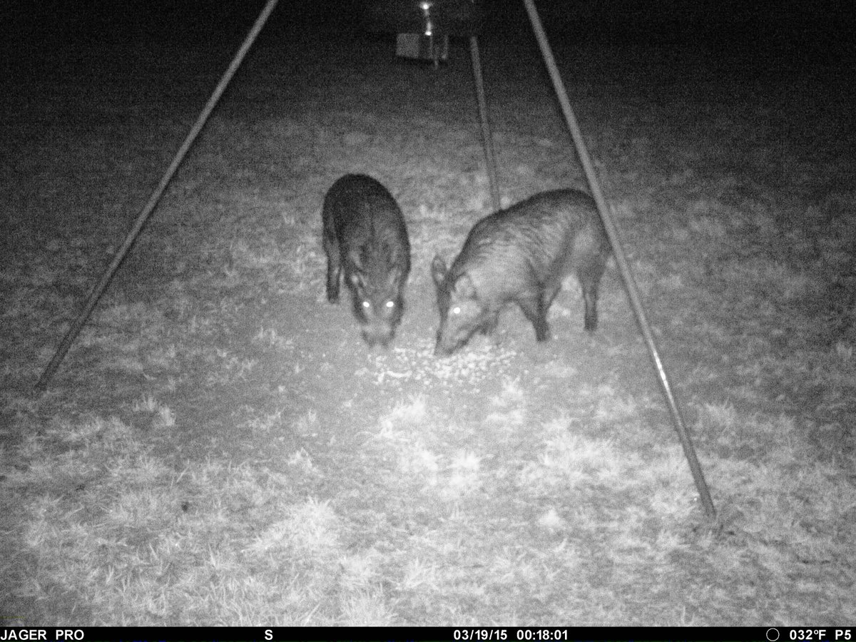 Arkansas Agricultural Experiment Station tweet media