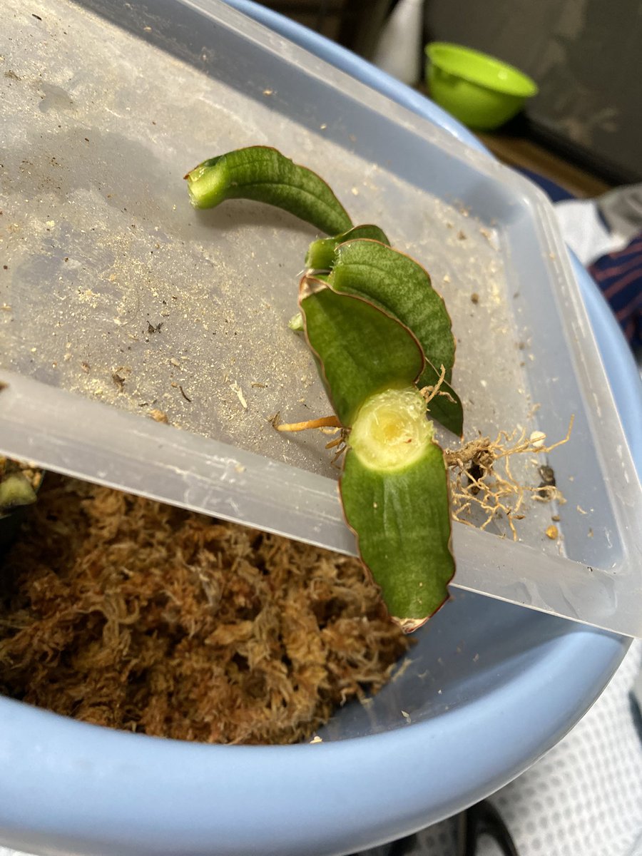 ムーアヒロキングキングモドゥキ tweet media