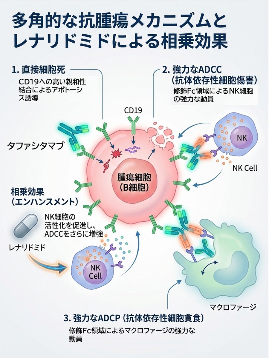 OncoPharmaBrain's tweet photo. タファシタマブはB細胞性腫瘍の細胞膜上に発現するCD19に結合し、ADCCおよびADCP活性並びにアポトーシスを誘導することにより、腫瘍増殖抑制作用を示します。
タファシタマブの特徴はこちらにまとめています。
↓
https://t.co/BO4NtBgYxo

#APACC #BPACC #がん専門薬剤師 #タファシタマブ https://t.co/xilJFcJpT9