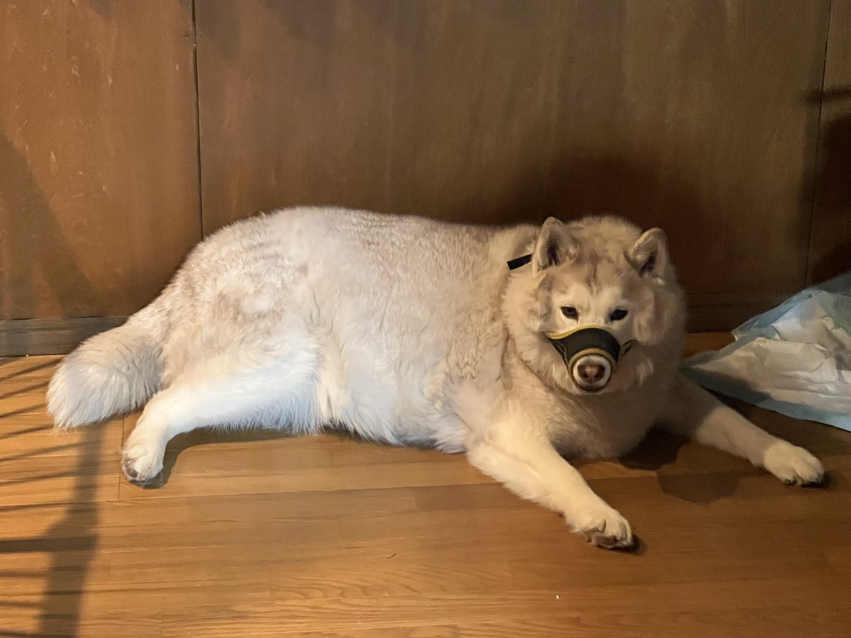 いざや tweet media