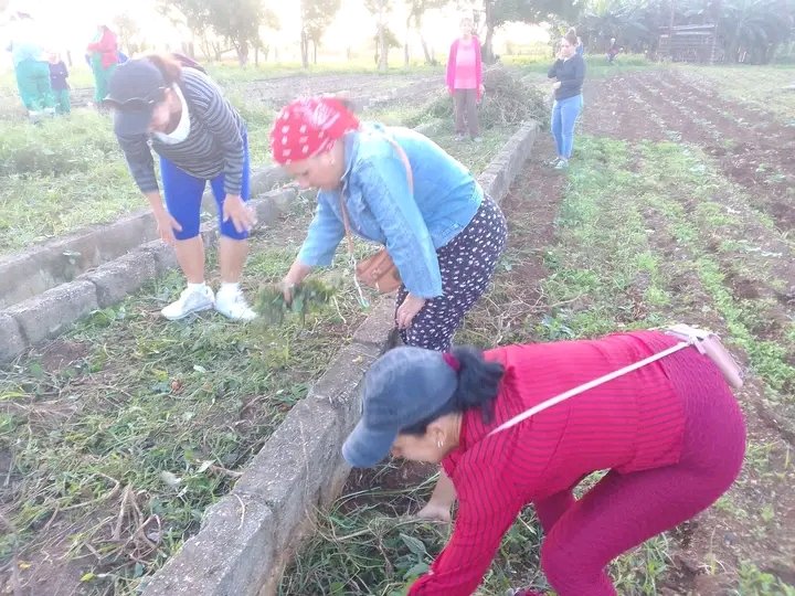 Trabajadores de #EducaciónMinas participan en trabajo voluntario convocado por la Central de Trabajadores de Cuba (CTC), en saludo al #1Mayo

#CubaEstáFirme 
<a href="/todos/">todos</a>