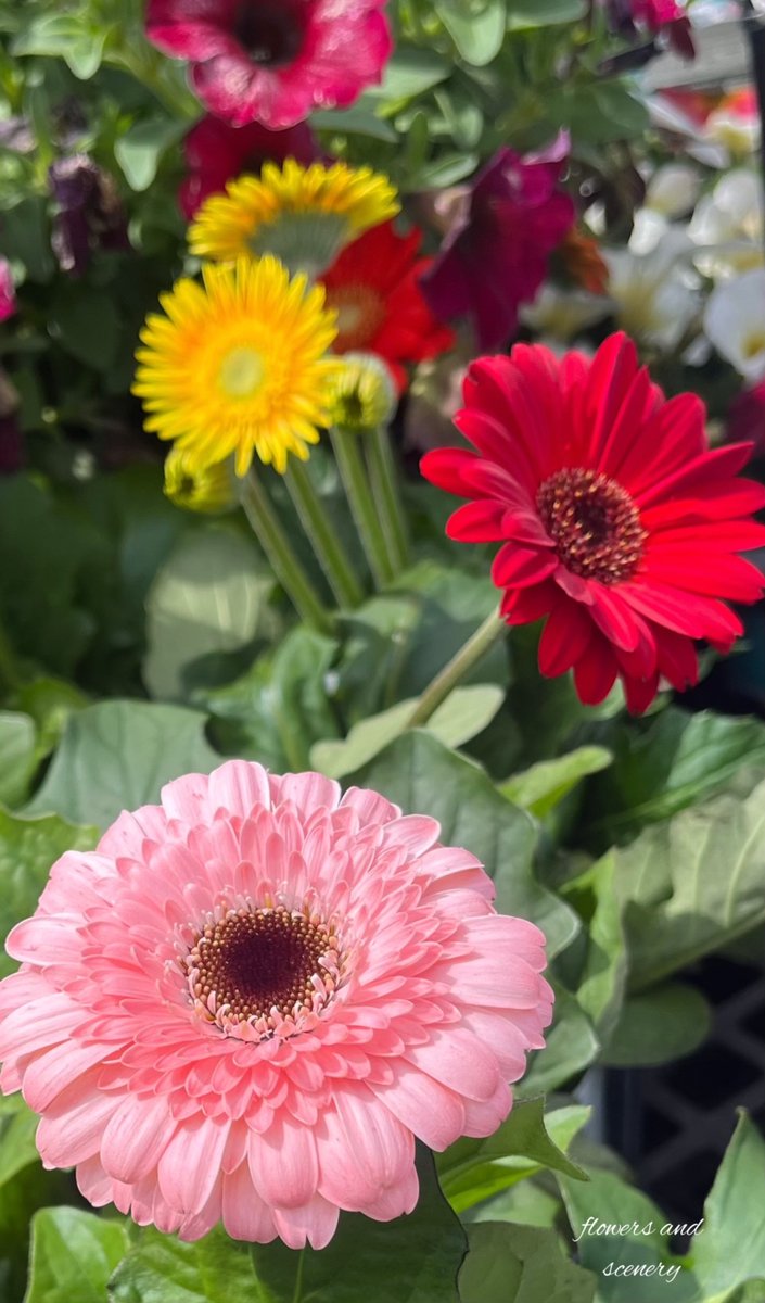 twisinthe5's tweet image. Thank you everyone, as always.

#Good morning
#Spring🌼🌺🌸