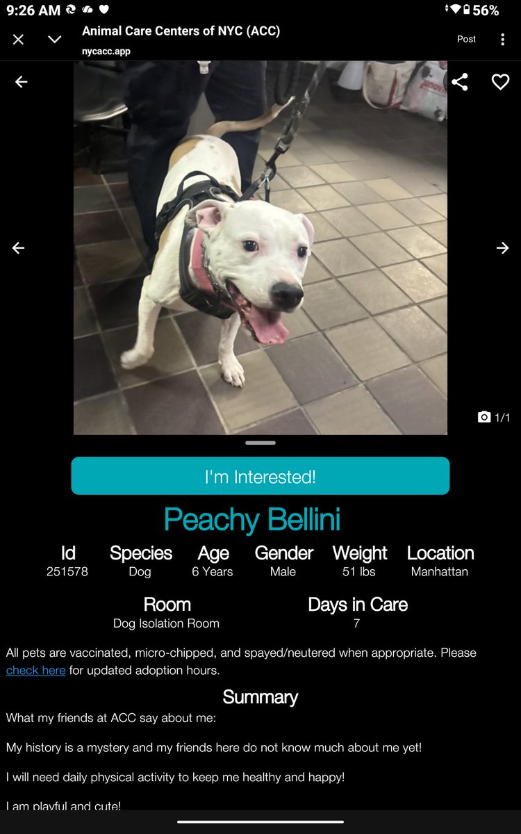 CharBolen's tweet image. PEACHY BELLINI #251578  6yr Boy 🩵 Nycacc 
Very beautiful boy new to shelter and needs a 
good home and lots of love ♥️ Not only adorable 
He's a sweet boy and very playful..loves physical 
activity.. He's ready right now to go home w his 
hero!
#Adopt#Foster#Pledge
HOME 4EVER 🏡