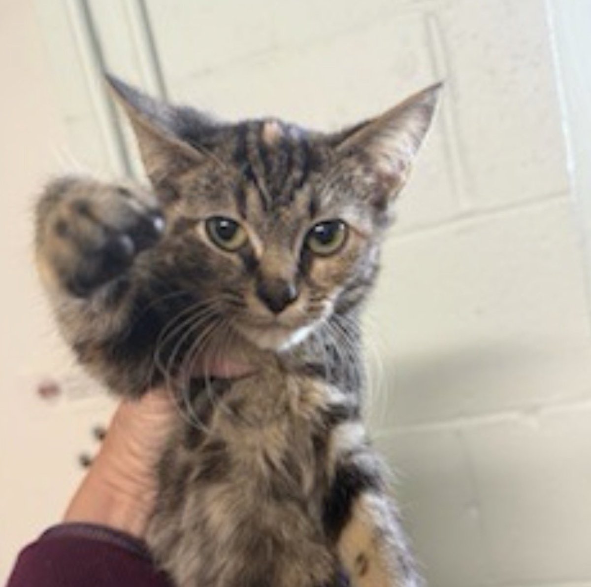 ‼️CAT FOSTER NEEDED‼️

Lisa needs a temporary foster while she’s treated for suspected ringworm (about 5 weeks, daily meds).

🛁 Needs: small easy-to-clean space + basic cleaning routine
💛 You get: full support + chance to save a life

Ringworm is treatable—Lisa just needs a
