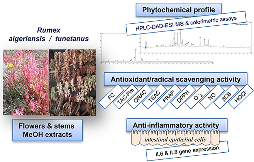 SpecialeAntonio's tweet image. Plant extracts from Rumex algeriensis and R. tunetanus show strong antioxidant activity and reduce inflammatory gene expression in intestinal cells (in vitro). DOI 10.1002/cbdv.202000345 onlinelibrary.wiley.com/doi/10.1002/cb… #Phytochemistry #Polyphenols #Inflammation #Antioxidants #GutResearch