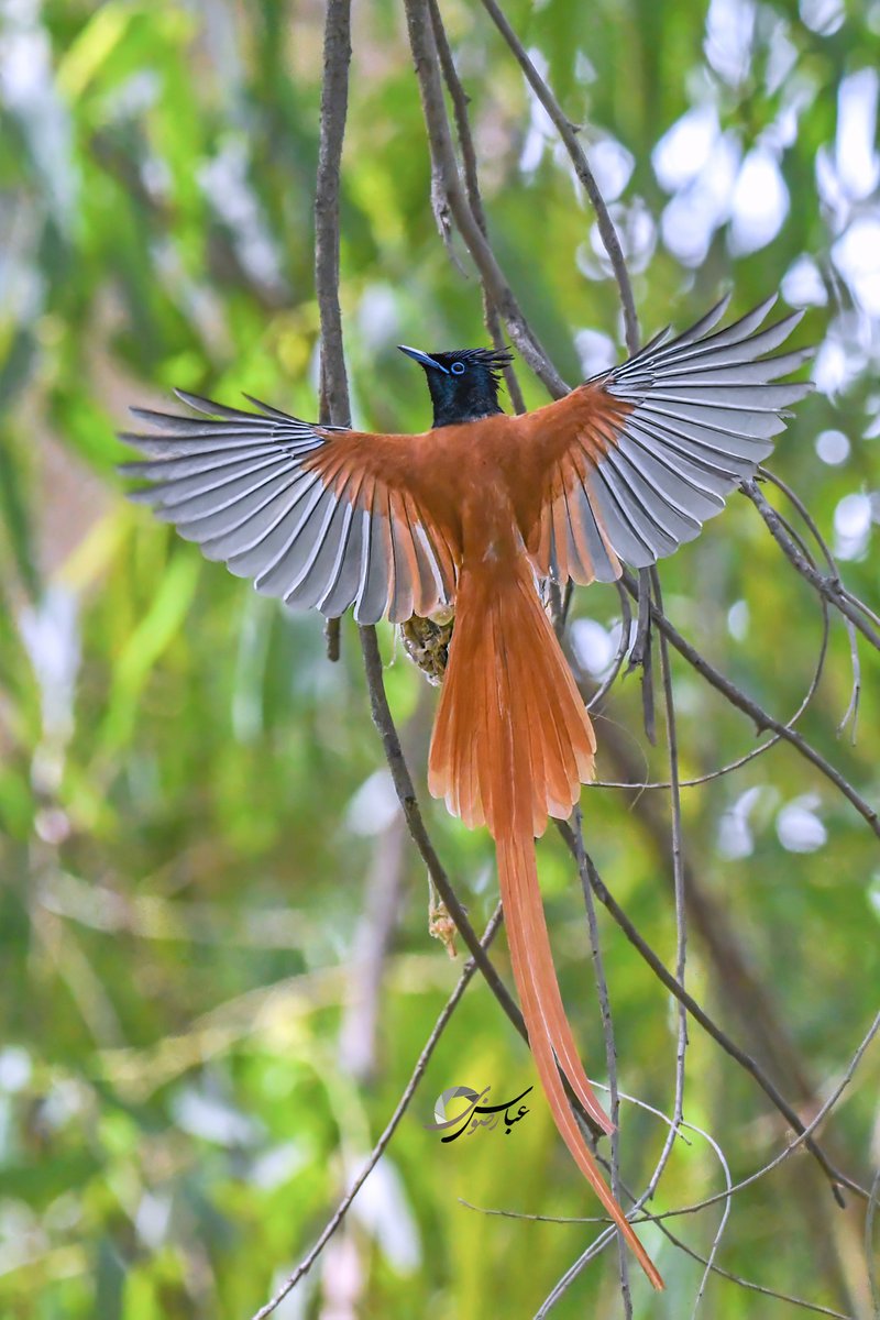 abbassrizvi's tweet photo. Indian Paradise-Flycatcher
(Terpsiphone paradisi)
Kalar Kahar, Punjab, Pakistan.
June 2025.
#BirdsOfPakistan
#WWFPakistan
#naturelovers
#Pakistan
#flycatcher
@best_birds_shots
@brillientbirds2025 https://t.co/1WqBLoSIA5