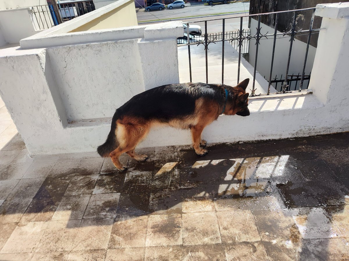 María Añasco tweet media