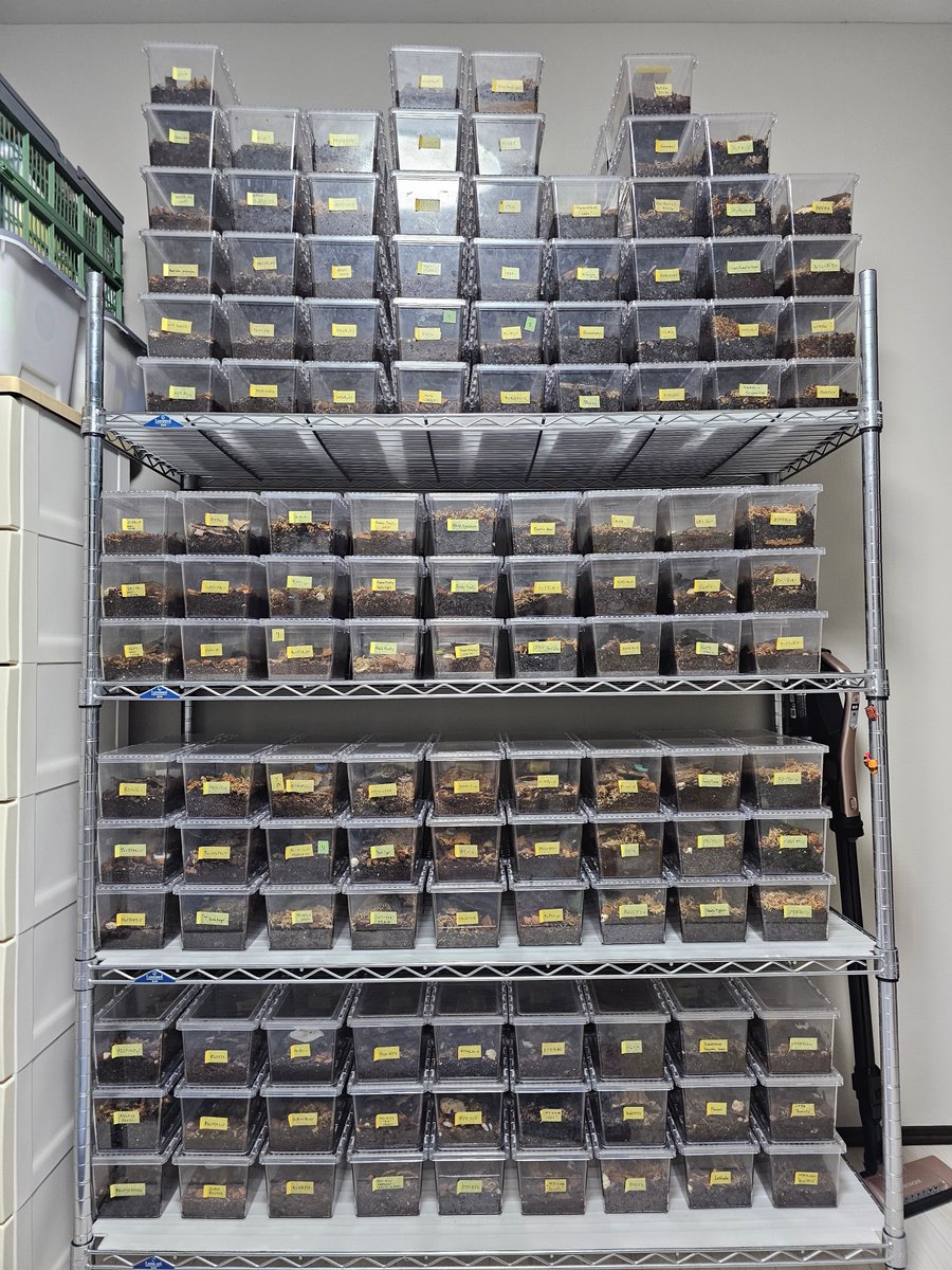 丐歟(かつや) @SB浜松町4月12日おだんごガチ勢 tweet media