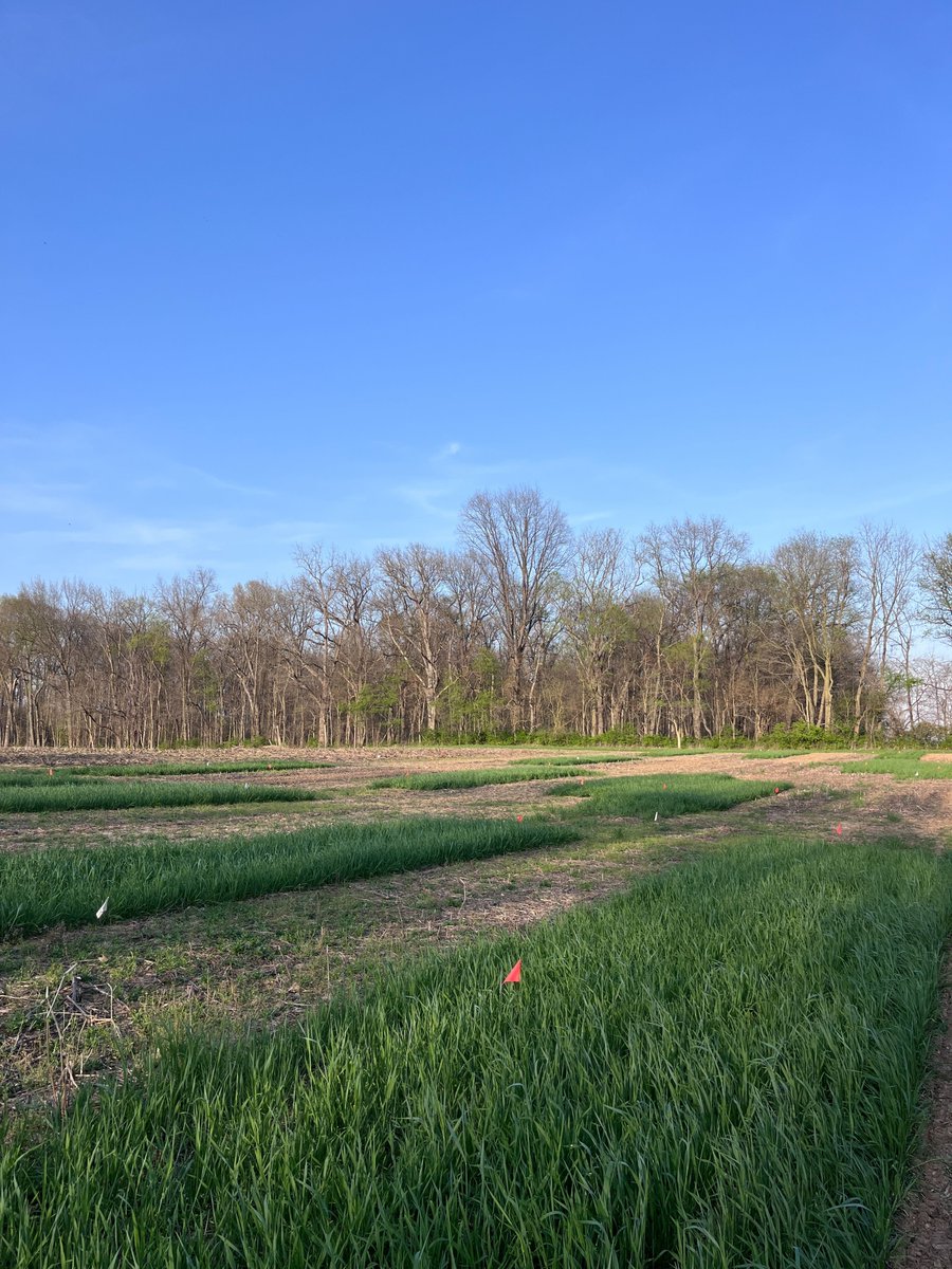 PUweeds's tweet photo. The #PUweeds team has soybean in the ground! Thanks to the crew for getting a couple of our early planting dates in yesterday. Collab research here with @WiscWeeds exploring planting date, soy row width, &amp; cereal rye for #waterhemp suppression. Thank you to @ncipmc for funding! https://t.co/2Bqjbcbcd9