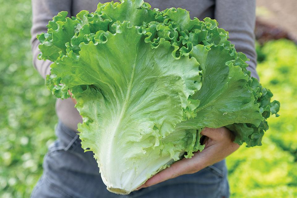 Growing Produce tweet media