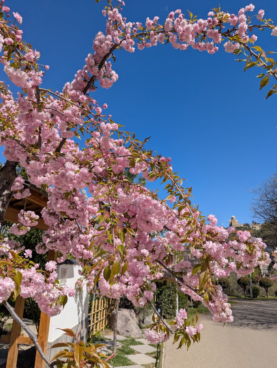 nameless alice tweet media