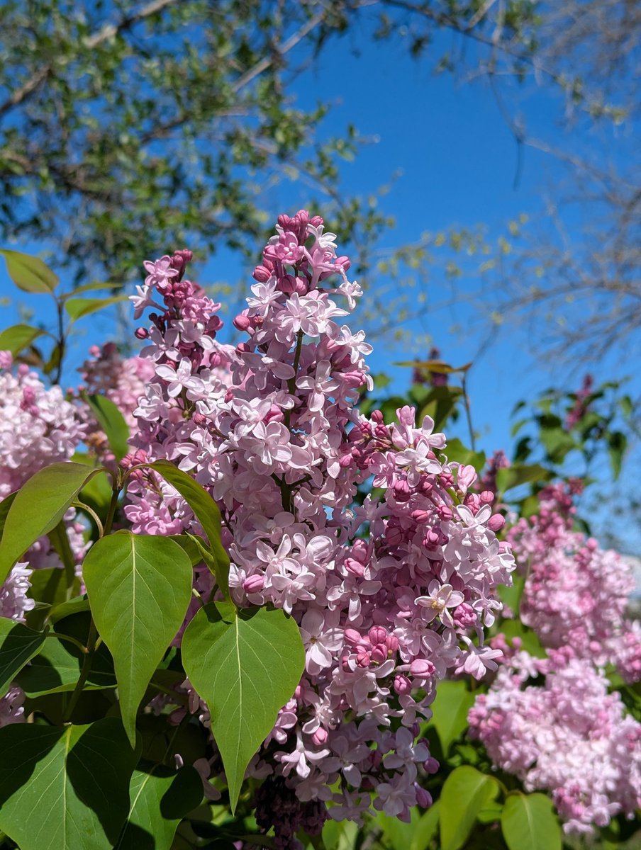 nameless alice tweet media