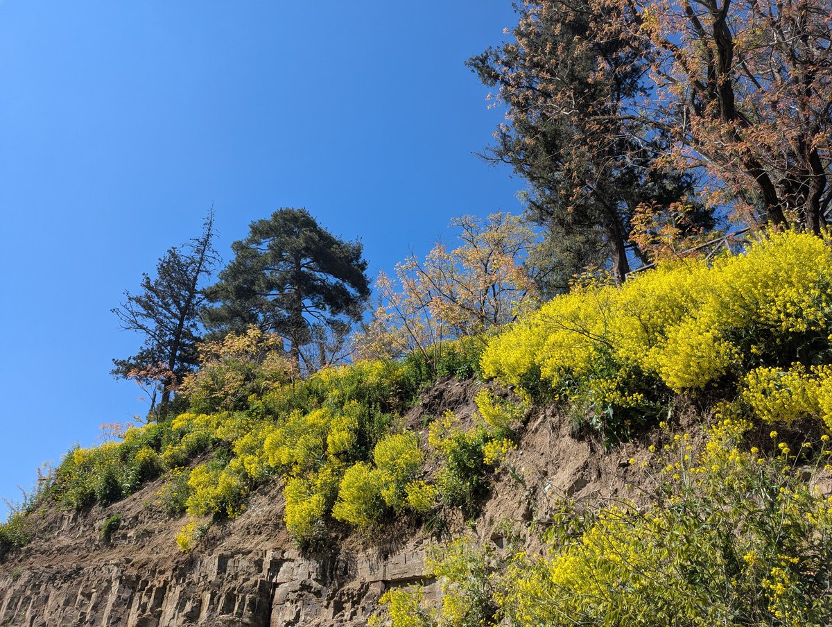 nameless alice tweet media