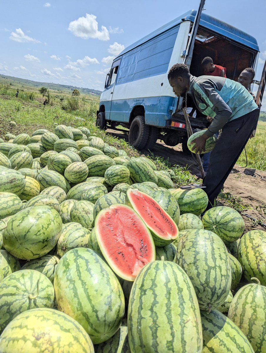 #🇨🇩RDC _ Contribution à la sécurité alimentaire dans la ville-province de Kinshasa.

Alors que Kivu Labour s’apprête à lancer une phase expérimentale de culture de pommes de terre à l’ouest du pays, cette entreprise agricole congolaise vient d’entamer la récolte de ses pastèques,