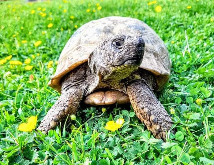 AlbertTortoise's tweet image. Despite an optimistic forecast - #rain. This is #ALBERTthetortoise reporting a soggy day. Did a patrol, good feed. Supervised HIM on #creative things plus #event planning. Hope the week is being good. #TakeCare AlbertTortoise.com
#tortoise #garden #lawn #bookseries