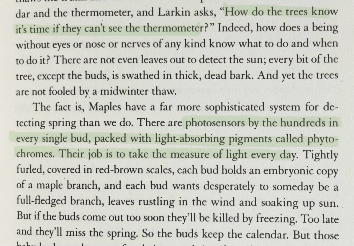 clovermite925's tweet photo. this is one of my fave tree facts. depending on how we define sight, maple trees can "see" spring. from braiding sweetgrass by robin wall kimmerer https://t.co/XSH7vVyjy2