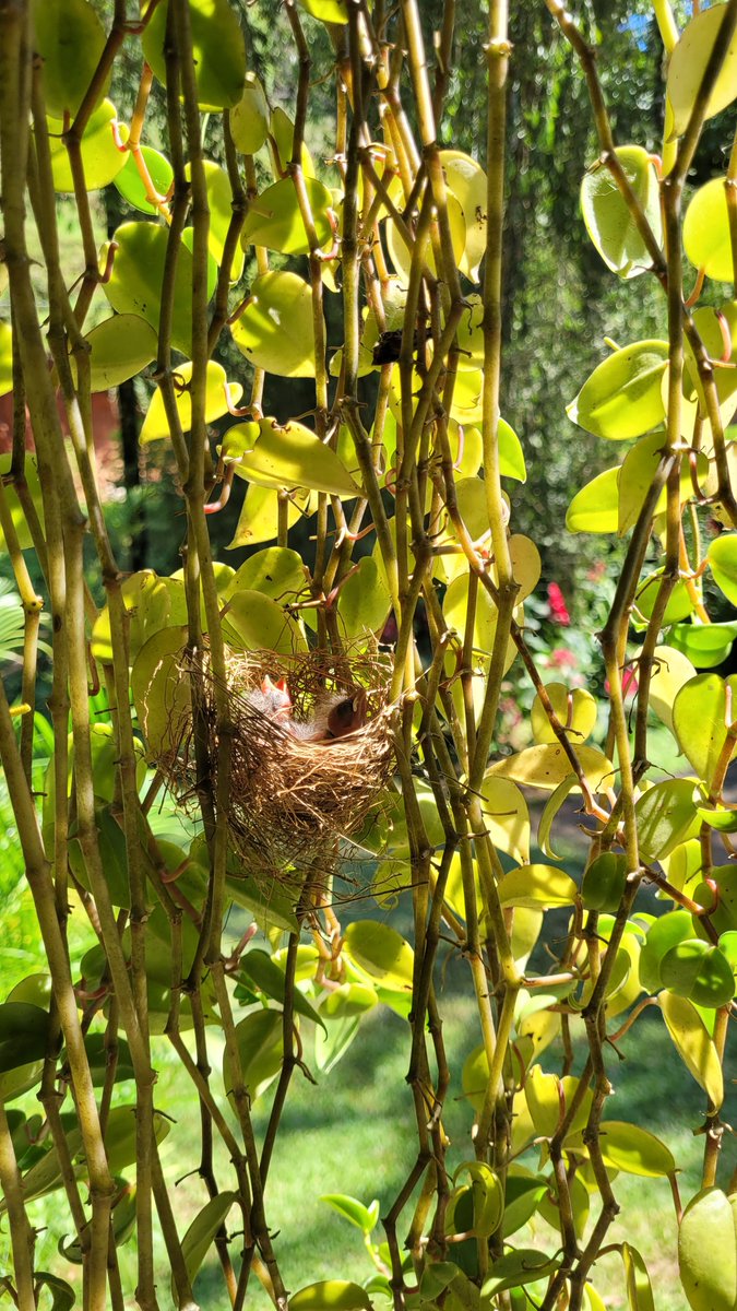 Dandaracelos's tweet image. #feitocomgalaxy #s20fe