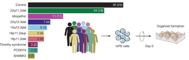 UCLANeuroTheme's tweet image. Genetic diversity in autism is striking. How can SO many different genes be associated with ASD??? New work reveals a unifying theme: distinct mutations converge on shared biological programs during brain development, pointing to common pathways that shape brain function in