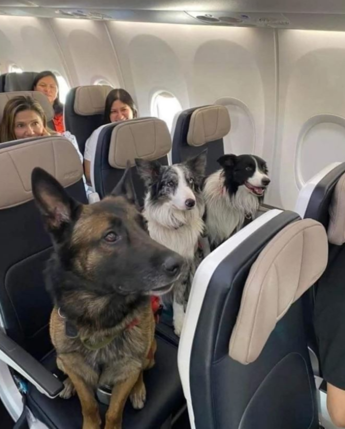 Best in Dogs tweet media