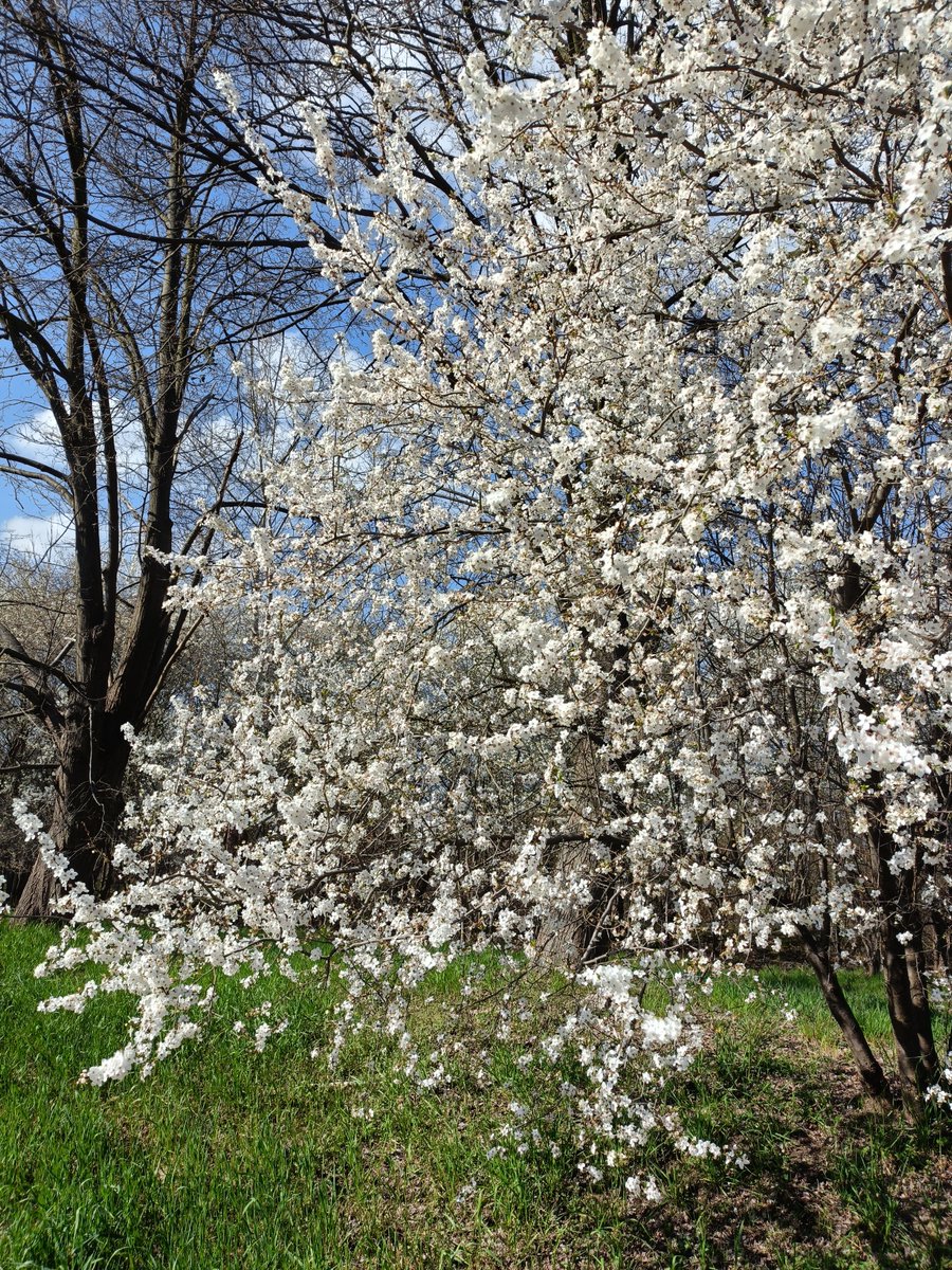 alzara_'s tweet image. #Poland Po niedzielnym , ostatnim wiosennym przymrozku, drzewa zaczęły kwitnąć.
#Dzisiaj