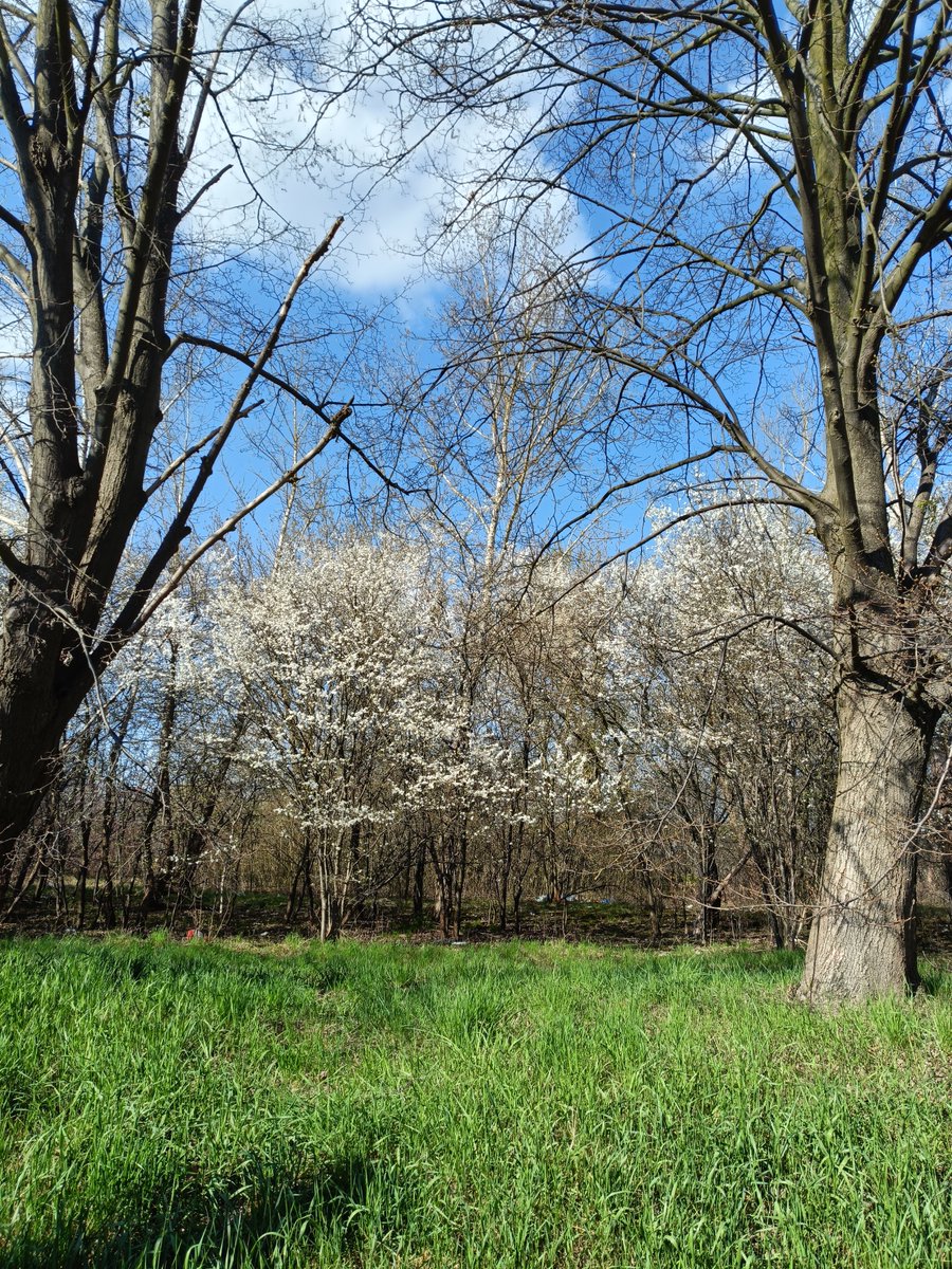 alzara_'s tweet image. #Poland Po niedzielnym , ostatnim wiosennym przymrozku, drzewa zaczęły kwitnąć.
#Dzisiaj