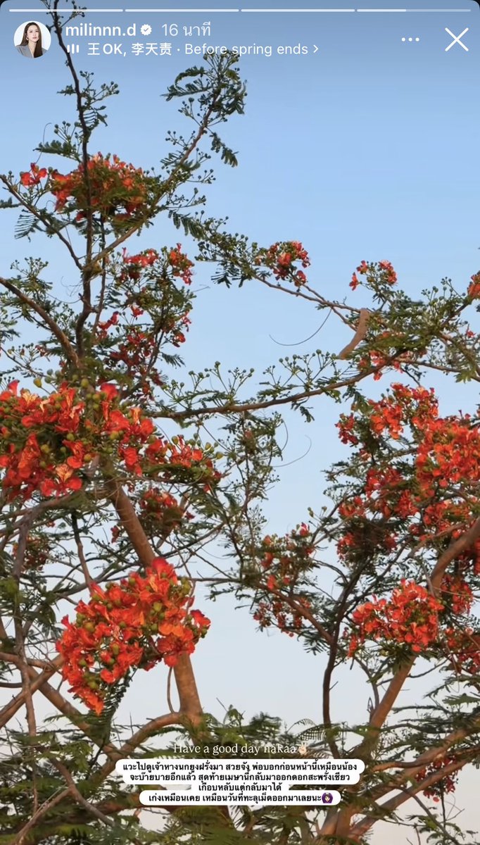 ถามว่าคอยมองน้ำหนึ่งมานานแค่ไหน..

ก็ตั้งแต่ไอ่ต้นหางนกยูงนั้นยังเป็นเมล็ดอยู่ในฝัก ลุ้นจะขึ้นไม่ขึ้นเพราะนางจะไม่มีส่งอาจารย์อะ จนทุกวันนี้ต้นใหญ่สูง ออกดอกแล้วอะแก แล้วย้ำอีกครั้งเพาะเมล็ดนะคะ ไม่ได้ชำ55555 เฒ่าคัก คนมันจะคอยมองคนหนึ่งได้นานขนาดนี้ได้ไงวะเนี่ย #NamneungMilinD