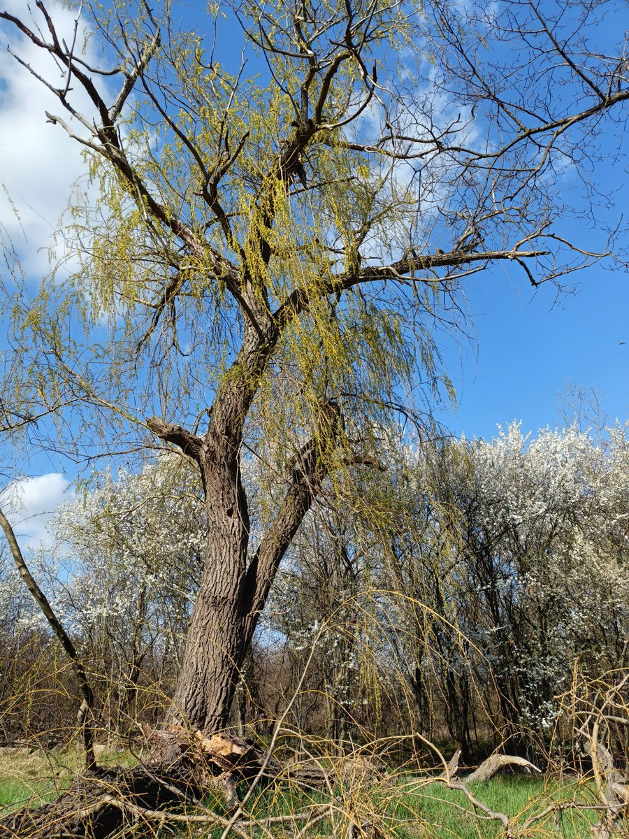 alzara_'s tweet image. #Poland Po niedzielnym , ostatnim wiosennym przymrozku, drzewa zaczęły kwitnąć.
#Dzisiaj