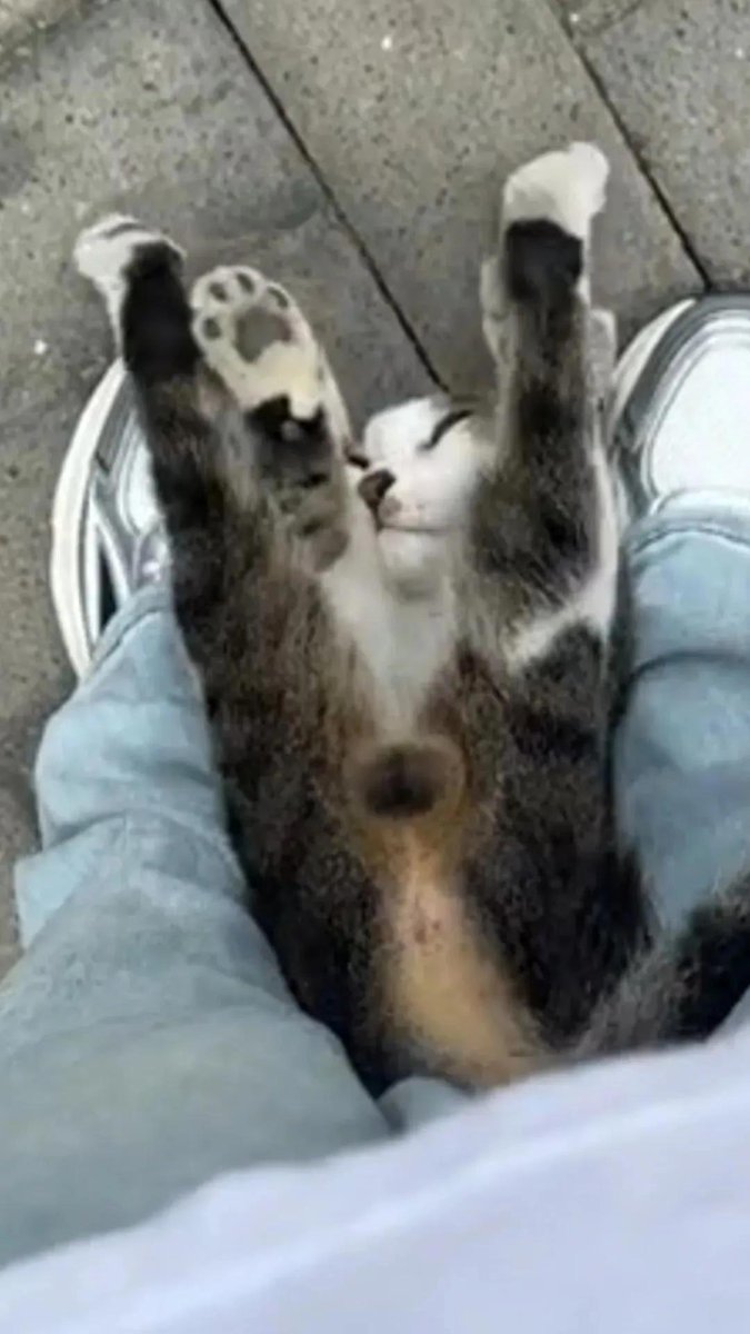 vídeos fofos tweet media