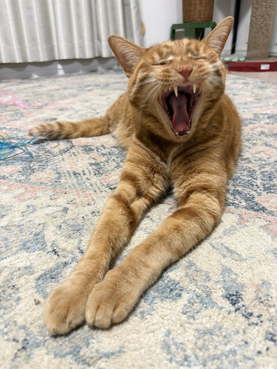 おむぎちゃん tweet media