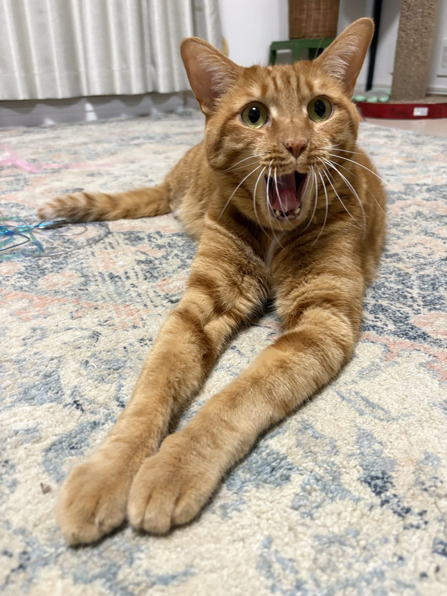 おむぎちゃん tweet media