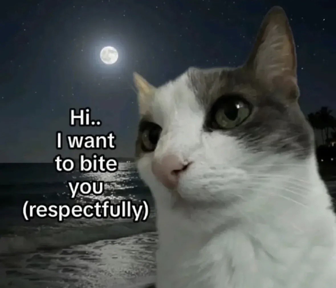 LiterallyMeCats tweet media