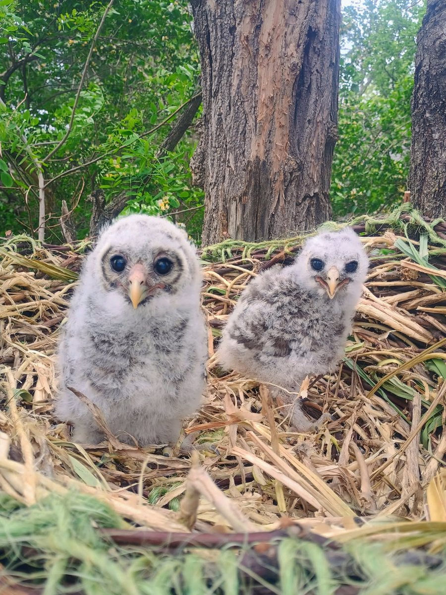 World Bird Sanctuary tweet media
