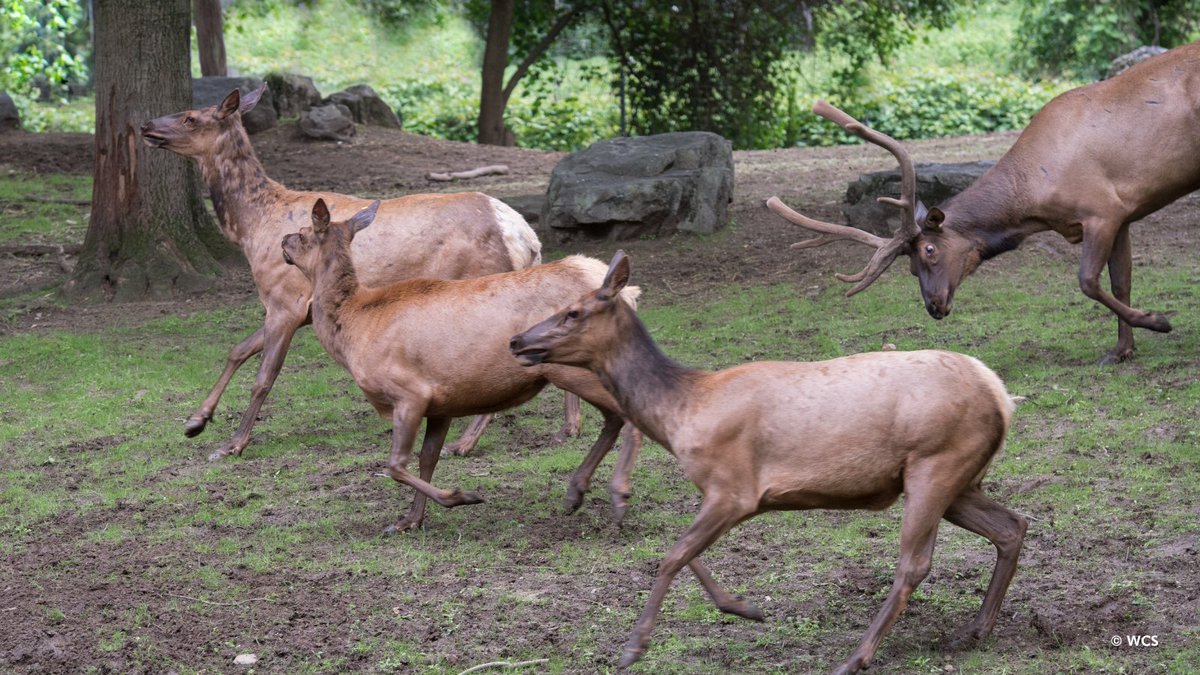 Queens Zoo tweet media