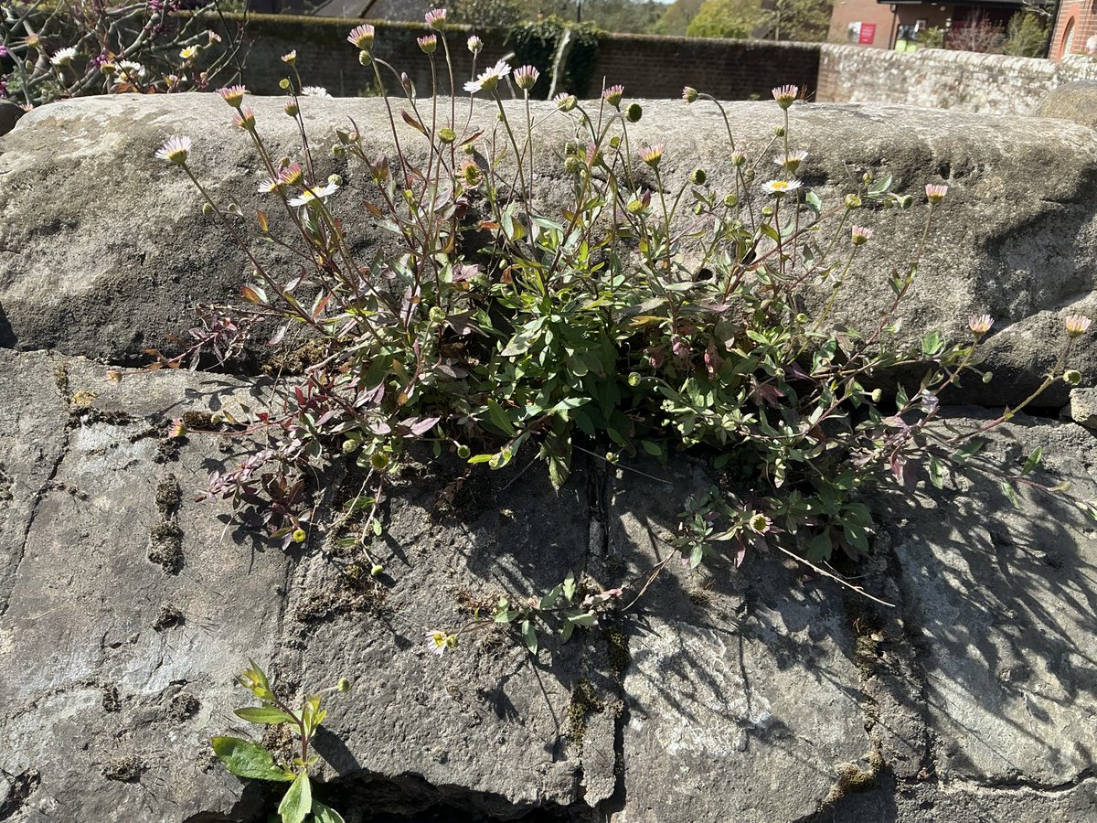 graysing's tweet image. #WallsonWednesday  Life finds a way…
#Battle #Sussex