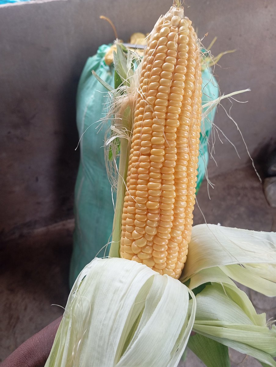Farm With Gifty 🌽🌱 tweet media