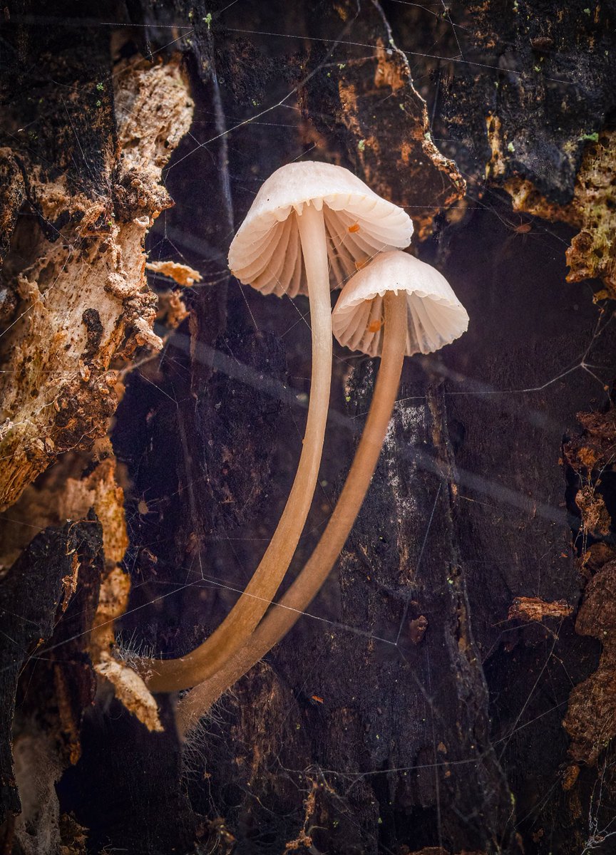 500px's tweet image. Photographer Spotlight: John Gilbert

John Gilbert’s photography is rooted in nature and wildlife, shaped by atmosphere and quiet storytelling.

His work captures fleeting moments; birds mid-flight, animals immersed in their natural habitats, and landscapes sculpted by weather