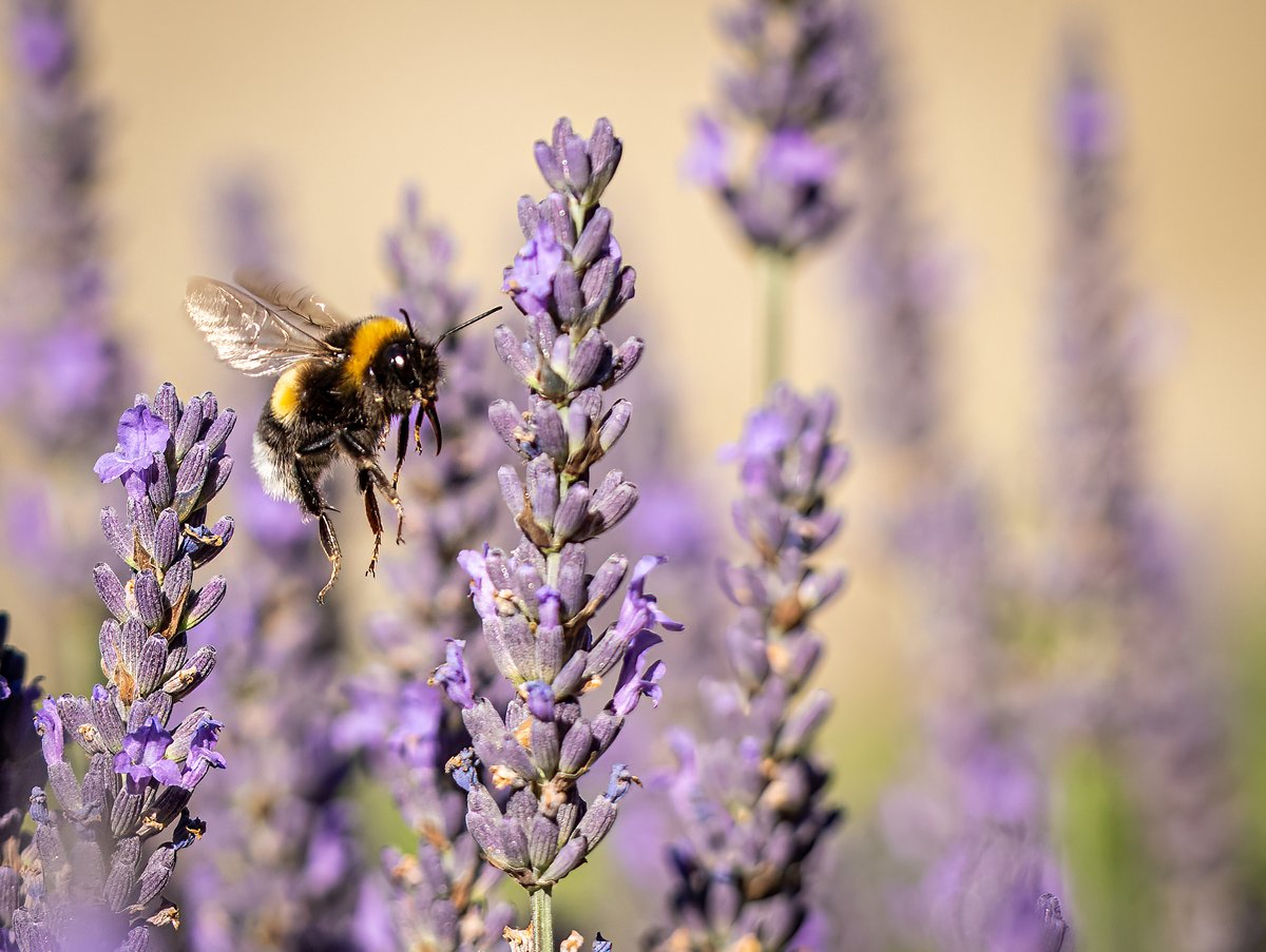 500px's tweet image. Photographer Spotlight: John Gilbert

John Gilbert’s photography is rooted in nature and wildlife, shaped by atmosphere and quiet storytelling.

His work captures fleeting moments; birds mid-flight, animals immersed in their natural habitats, and landscapes sculpted by weather