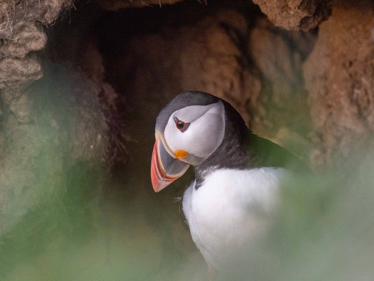 500px's tweet image. Photographer Spotlight: John Gilbert

John Gilbert’s photography is rooted in nature and wildlife, shaped by atmosphere and quiet storytelling.

His work captures fleeting moments; birds mid-flight, animals immersed in their natural habitats, and landscapes sculpted by weather