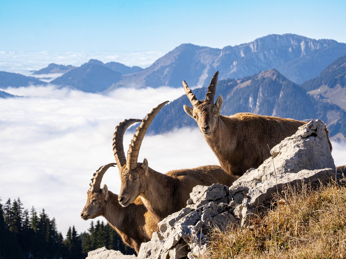 500px's tweet image. Photographer Spotlight: John Gilbert

John Gilbert’s photography is rooted in nature and wildlife, shaped by atmosphere and quiet storytelling.

His work captures fleeting moments; birds mid-flight, animals immersed in their natural habitats, and landscapes sculpted by weather