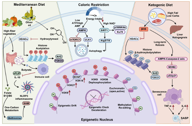 Lifespan tweet media