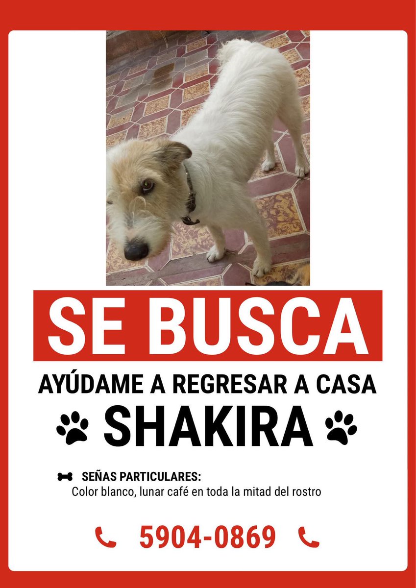 amigosdelosanimales (@amaguatemala) on Twitter photo 