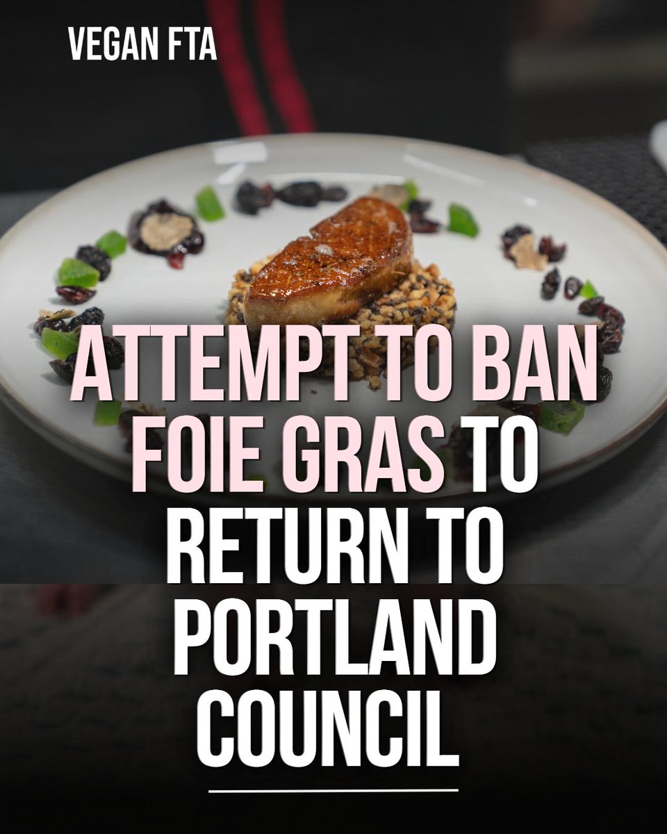 teamveganfta's tweet image. An attempt to end the sale of force‑fed foie gras in Portland is expected to return to the full City Council in April 2026, after being blocked in committee earlier this year. 🦆

Read the full article 👇
veganfta.com/articles/2026/…

#foiegras #animalrights #animalwelfare