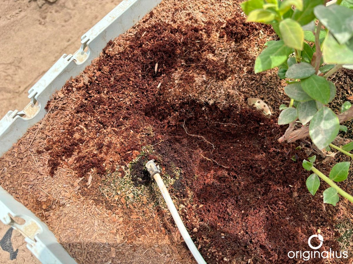Originalius1's tweet photo. Orgullosos de formar parte de este espectacular proyecto de 500 hectáreas de arándano en el sur de Perú a través de nuestro sustrato ORIGINALIUS 'Up Pot 8mm PRO'.

🌱 ORIGINALIUS - SUBSTRATE WITH TECHNOLOGY https://t.co/2IIBa5IKYr