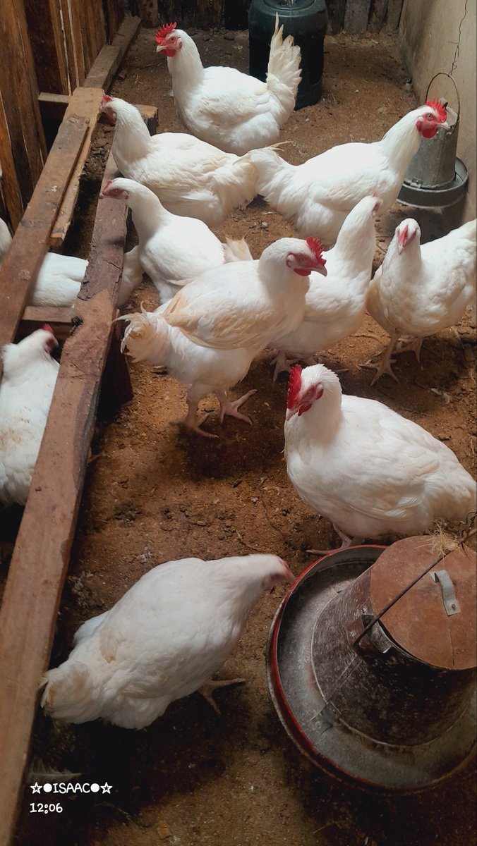 ☆MWAGO ◇ FARM☆ tweet media
