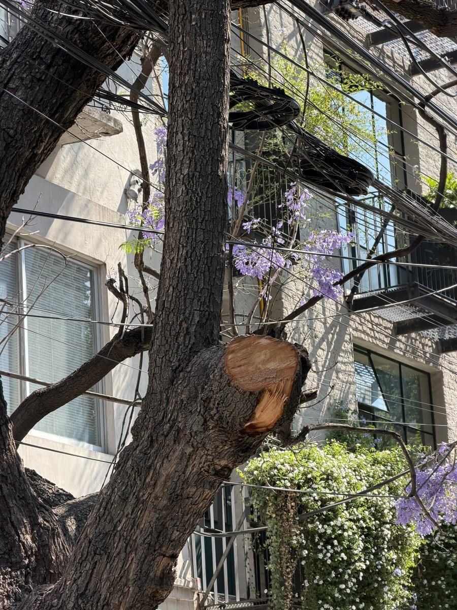 origggel's tweet photo. 🚨Poda de árbol en Zacatecas 91, Roma Norte. Dicen tener permisos de alcaldía y SEDEMA @AlessandraRdlv y @SEDEMA_CDMX, pero tememos por la salud del ejemplar. ¿Nos ayudan a verificar la legalidad de este corte? No quieren mostrar los permisos. @AlcCuauhtemocMx @PAOTmx #RomaNorte https://t.co/FOJd7S30KD